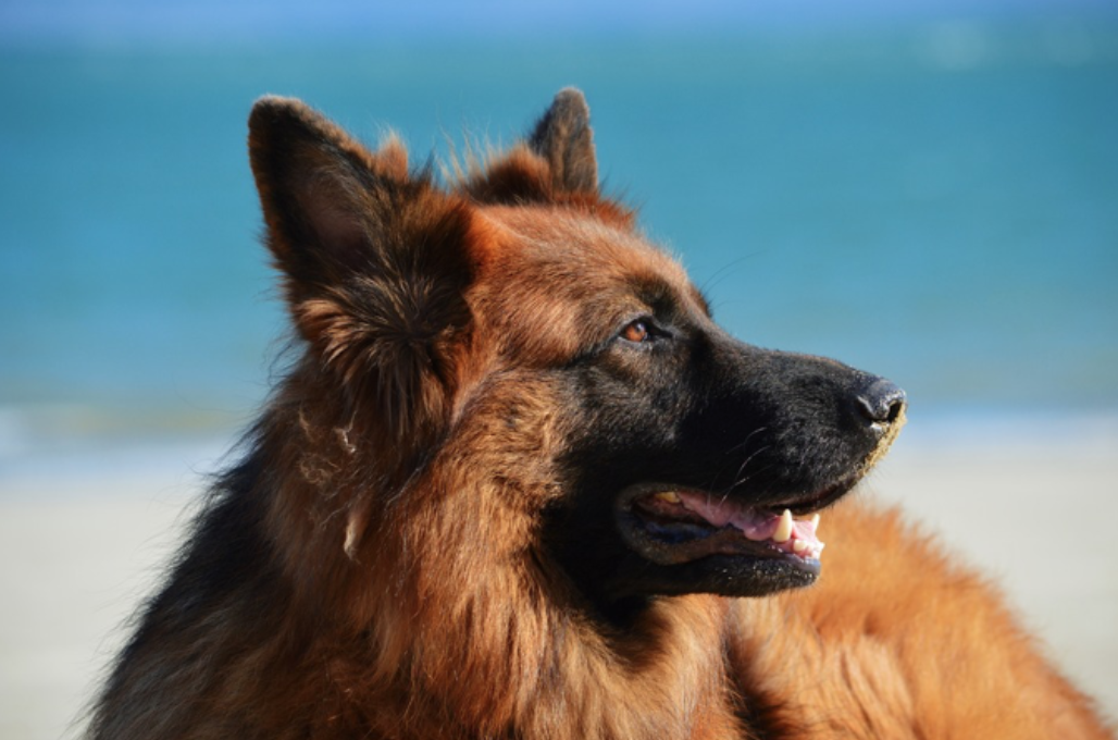 Beautiful Long-Haired German Shepherd