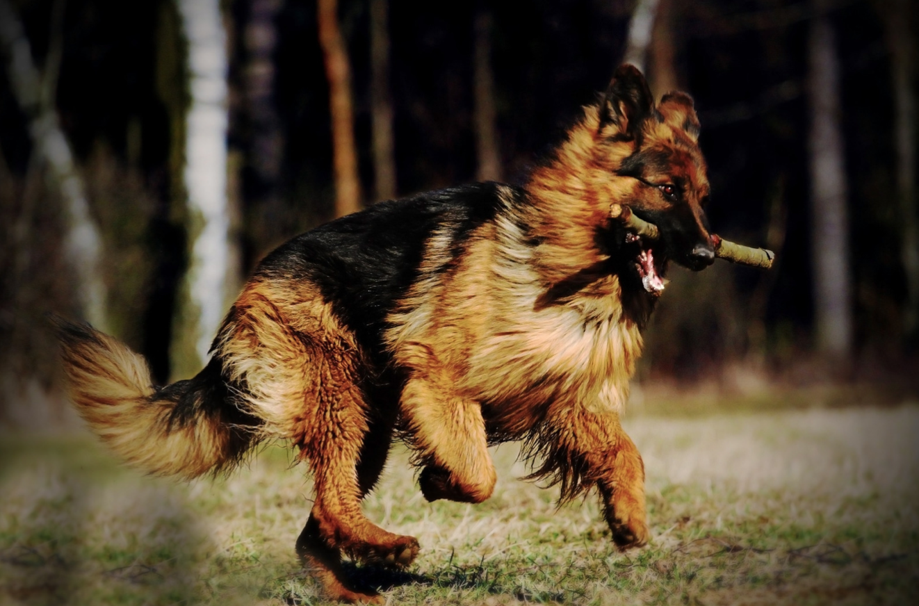 Long-Haired German Shepherd Running