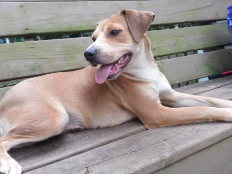 beagle and chocolate lab mix