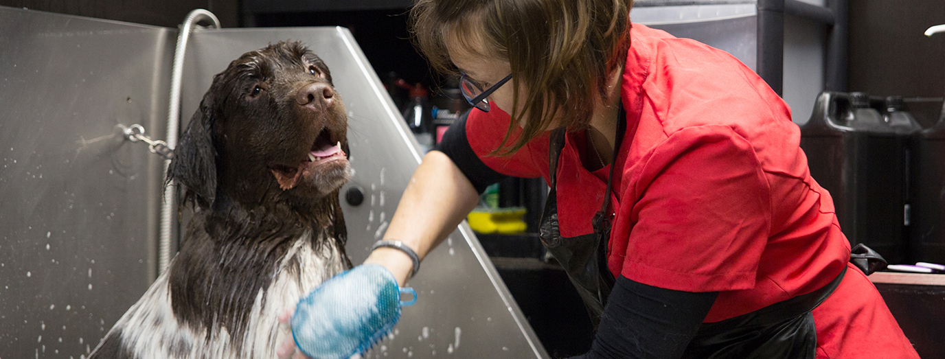 The value of work experience in the dog grooming industry