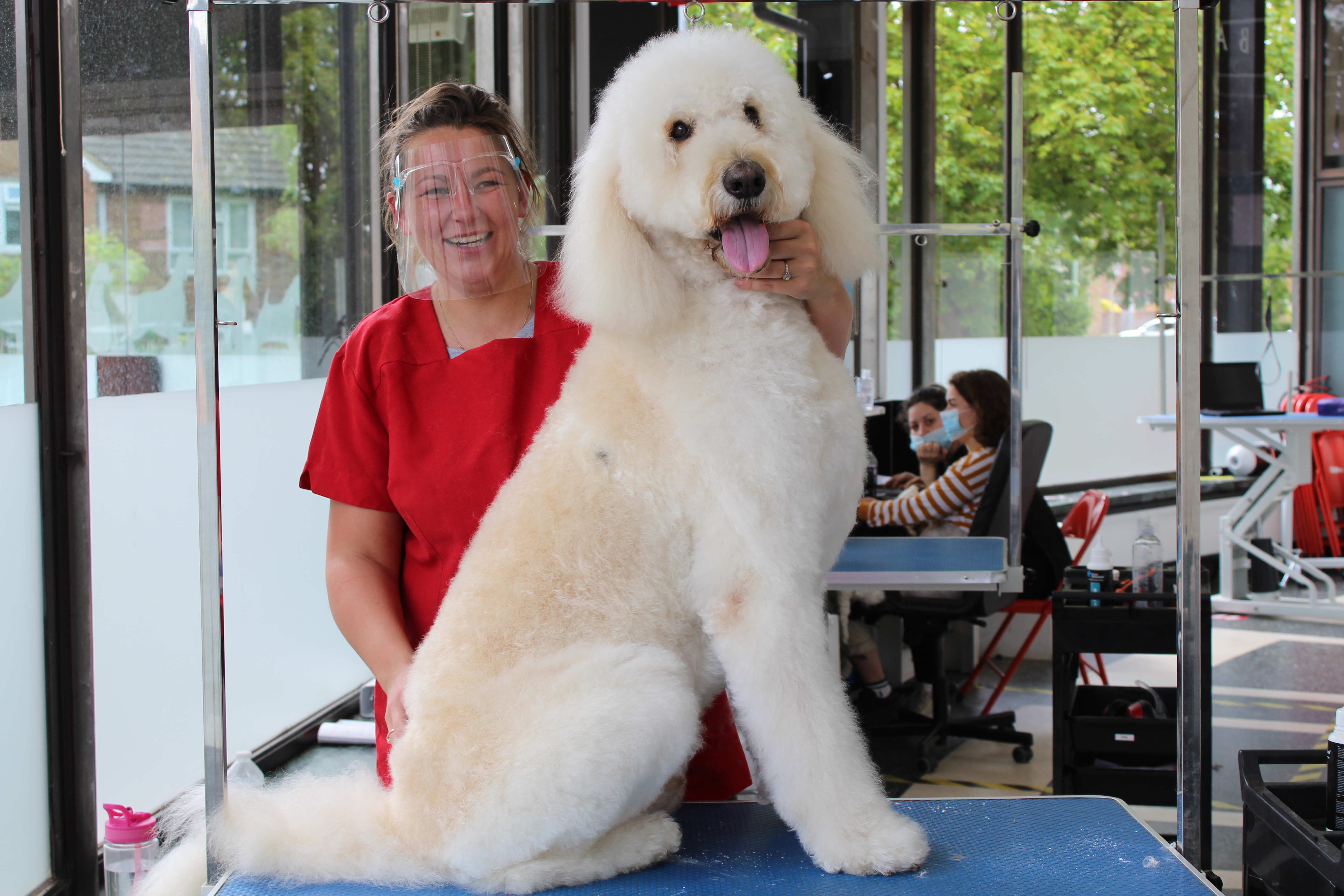 is being a dog groomer a good career