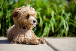 best maltipoo haircut