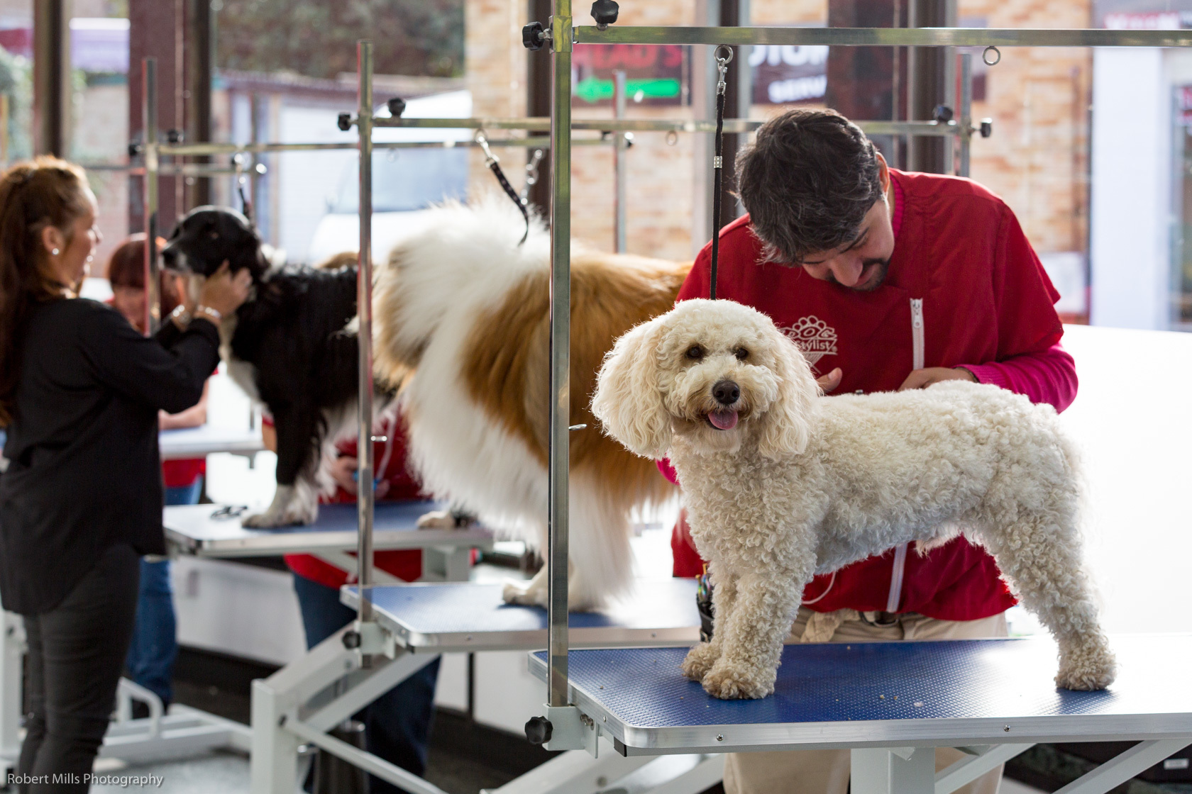 A Guide on How to Afford your Dog Grooming Course Groomarts