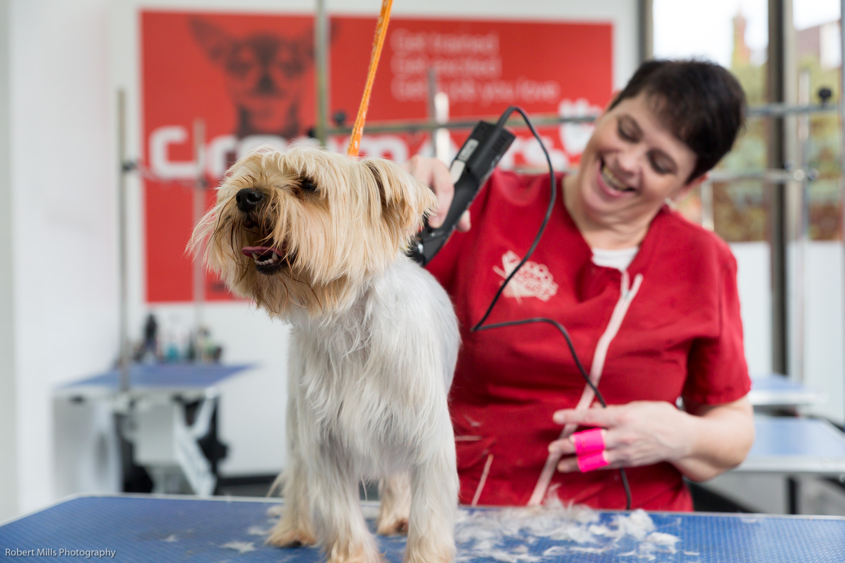 Best clippers hotsell for havanese