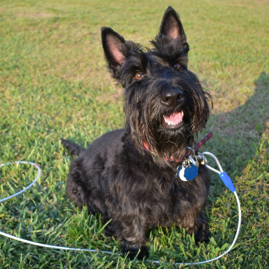 black wire haired dog