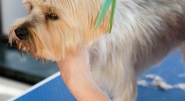 Dog Grooming Academy in St Albans, Hertfordshire | Groomarts