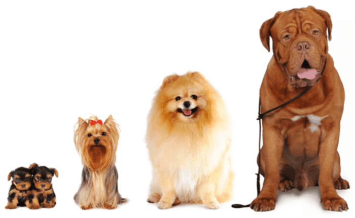 All Breed Dog Grooming Guide