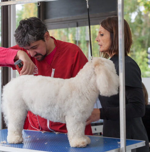 what equipment does a dog groomer need