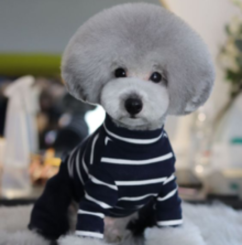 Asian fusion dog store haircut