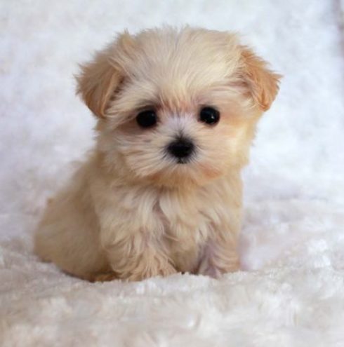 Pictures Of Cute Puppies