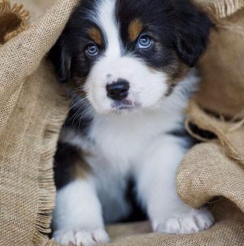 Pictures Of Cute Puppies