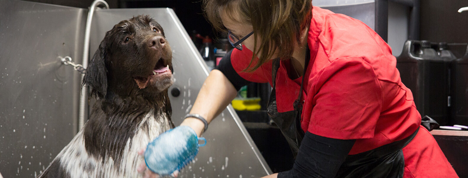Dog Grooming Advice Covid19 Groomarts