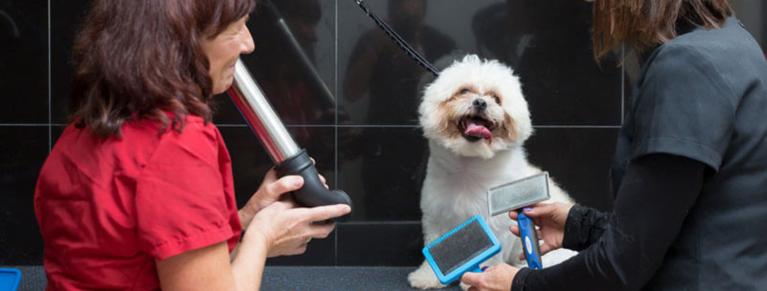 City And Guilds Level Dog Grooming City And Guilds Level Dog Grooming