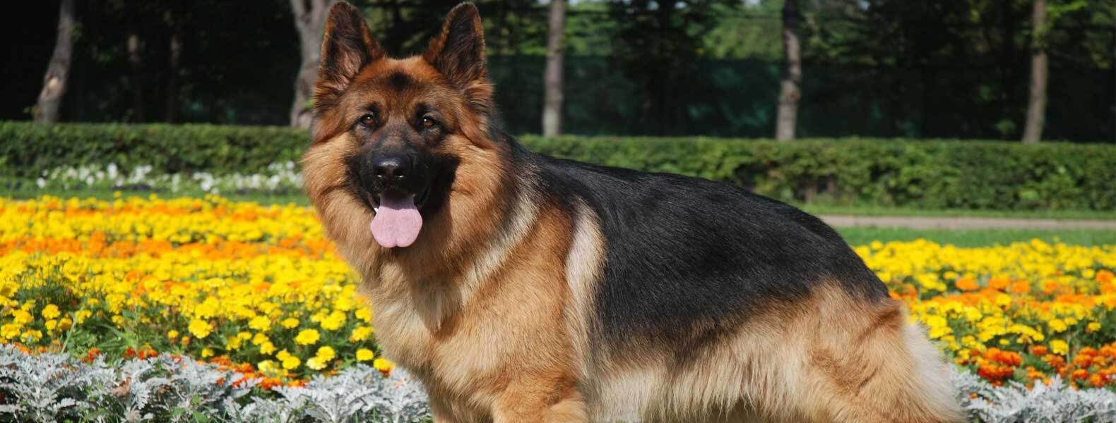 long hair german shepards