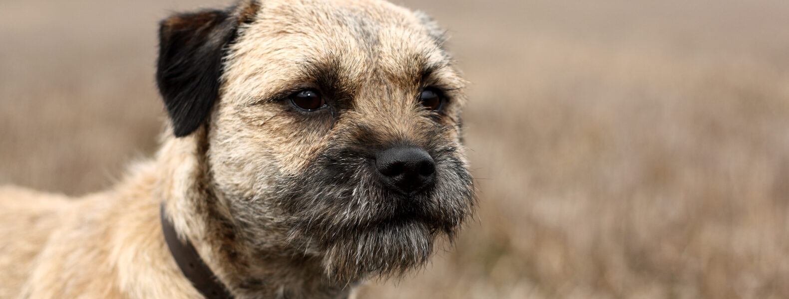 wire haired dogs