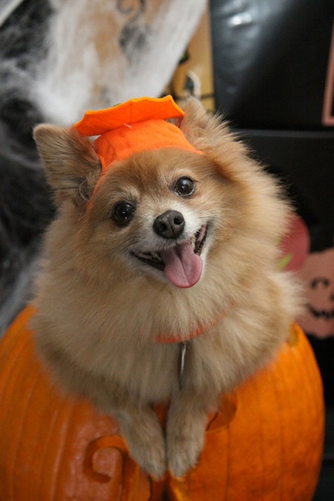 Pomeranian pumpkin