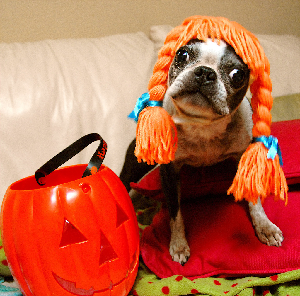 Boston terrier halloween costume