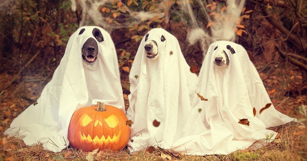 dog ghost costumes