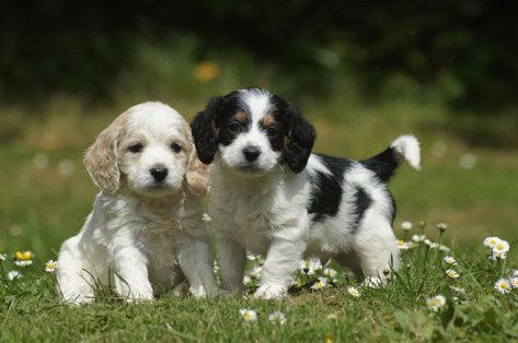 basset poodle mix