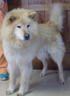 chow chow husky puppy