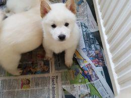 chow chow husky mix puppies for sale