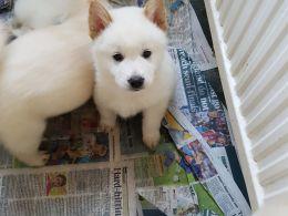 siberian chow chow mix