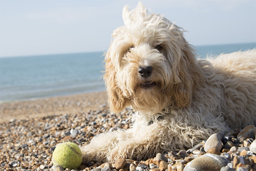 large poodle type dogs