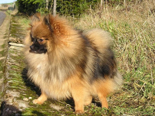 Fluffy Pomeranian