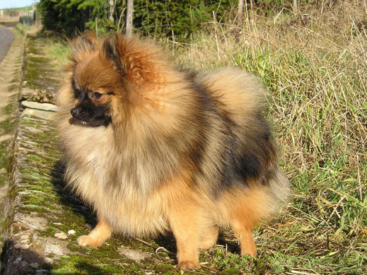 How To Look After A Pomeranian Groomarts Dog Grooming Course Training in Hertfordshire