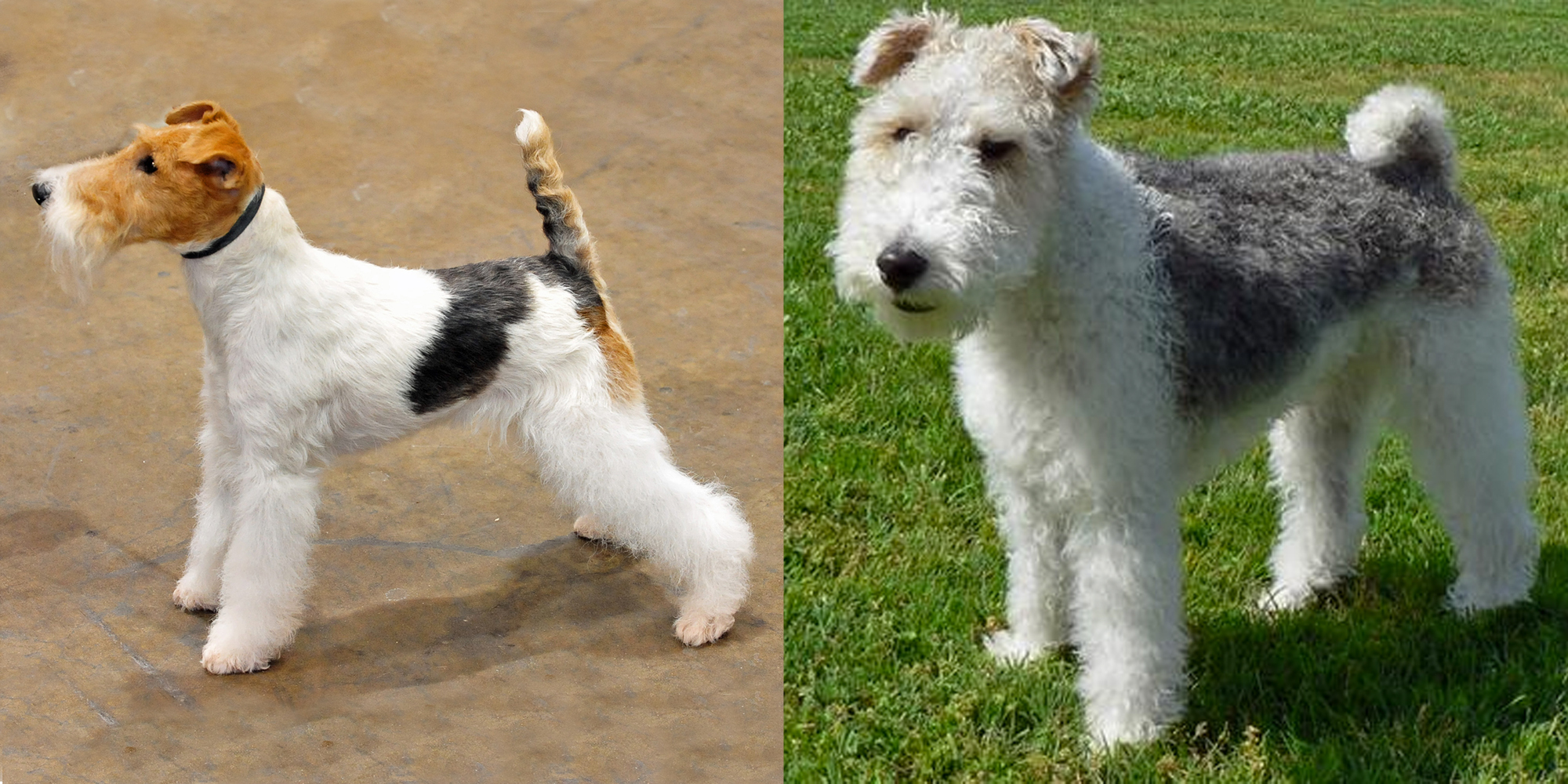 Wire Fox terrier hand stripped (left), clipped (right)