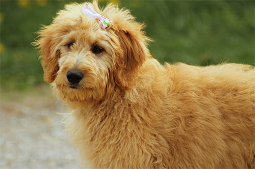 large breed poodle mix