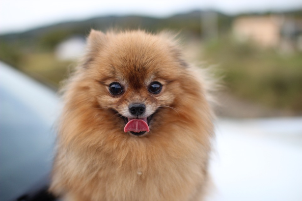 Happy Pomeranian