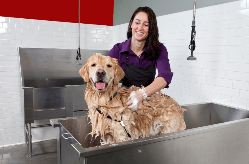 Best Dog Grooming Space For Rent Near Me of all time Learn more here 