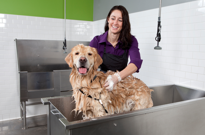 The Importance of Dog Grooming