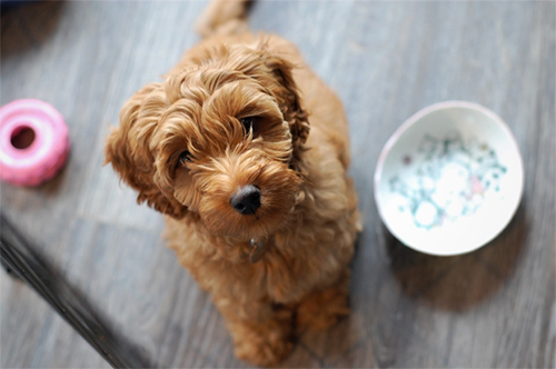 miniature poodle mixes