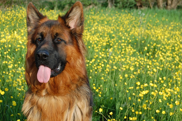 german shepherd long fur