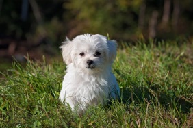 best maltipoo haircut