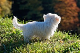 maltipoo long hair