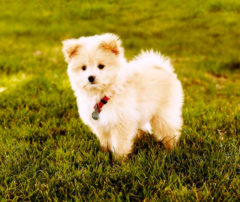 small dogs mixed with poodle