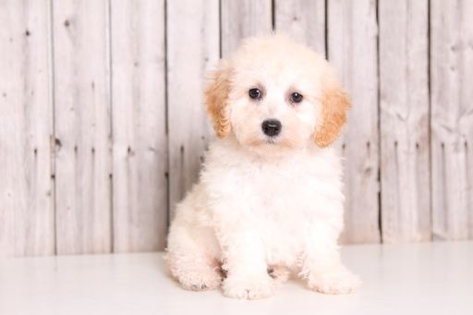 Poochon Poodle Cross Bichon Frise Poochon Poodle Cross Bichon Frise