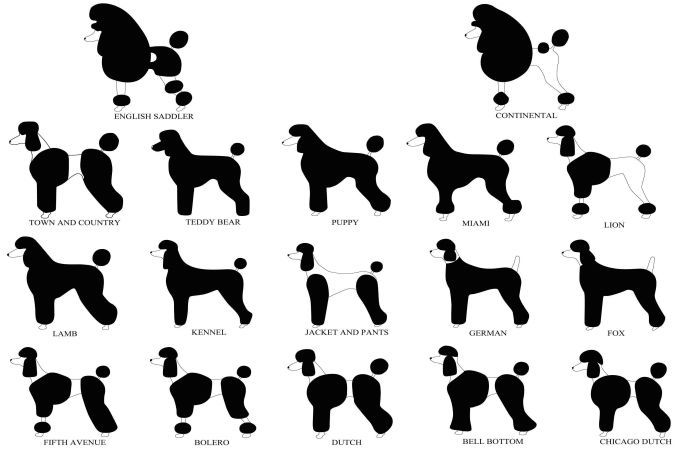 different toy poodle cuts