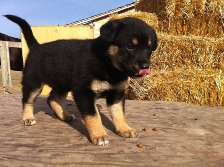 rottweiler mixed with german shepherd puppy