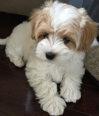 small dogs mixed with poodle