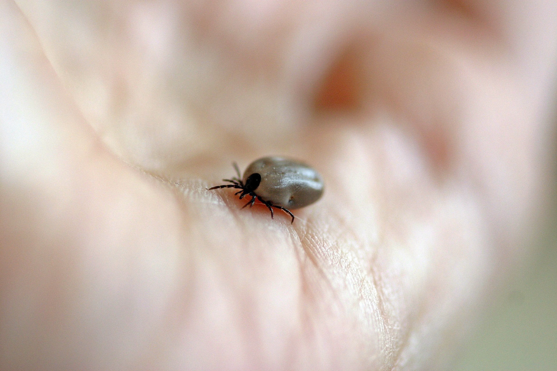 dog tick on skin close up