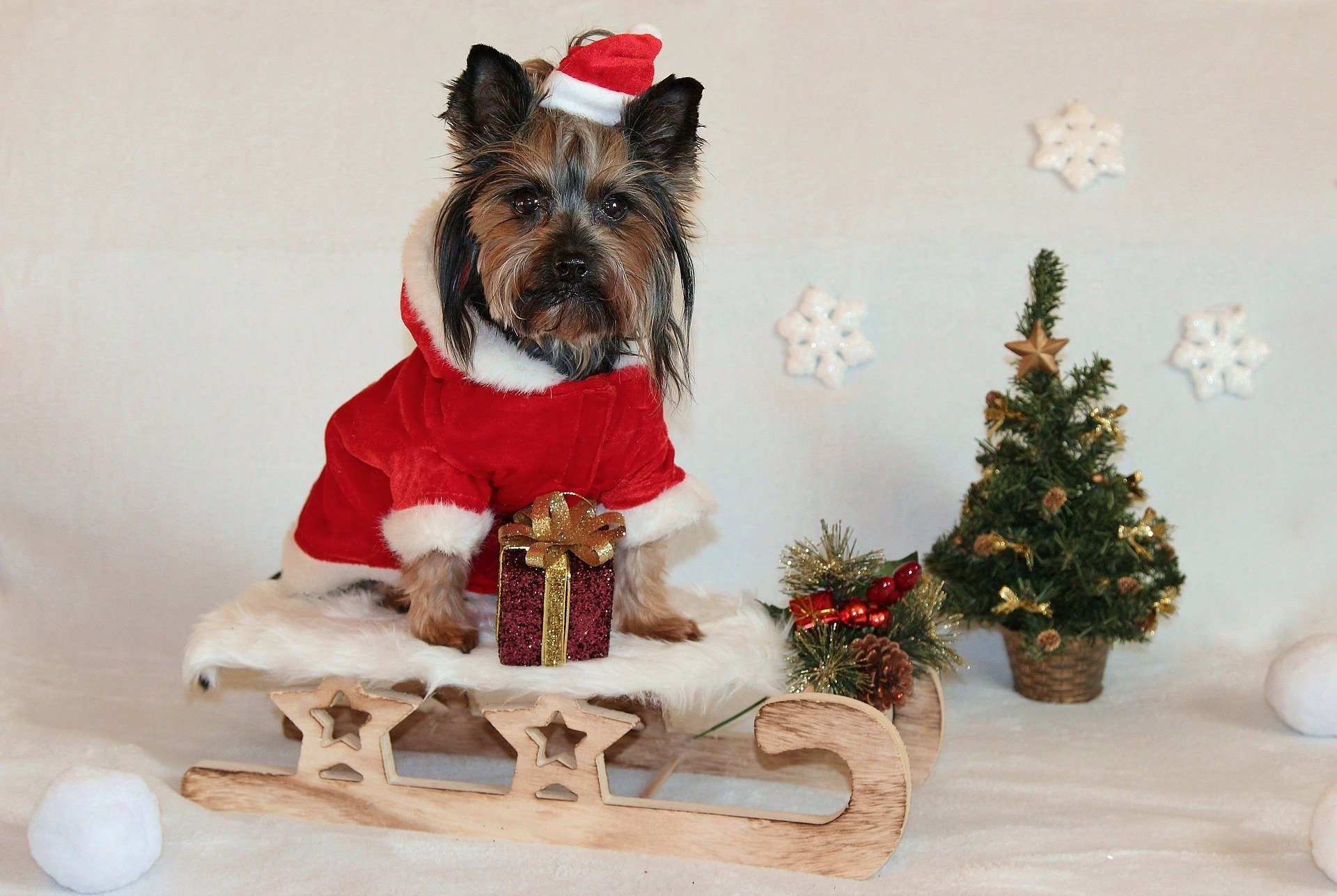 Christmas dog grooming hotsell